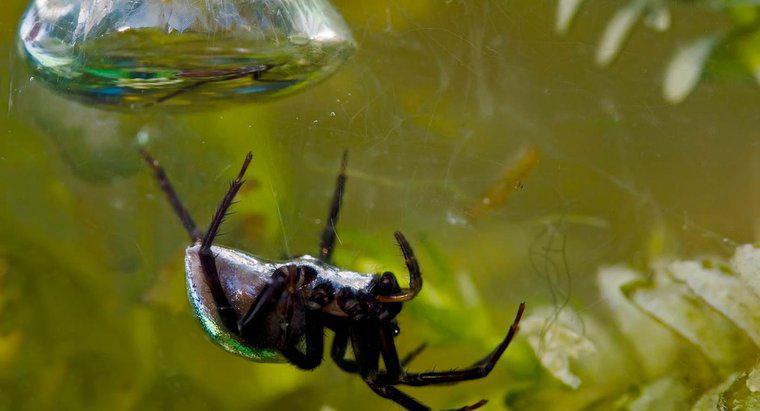 Care sunt câteva lucruri interesante despre păianjenii de apă?