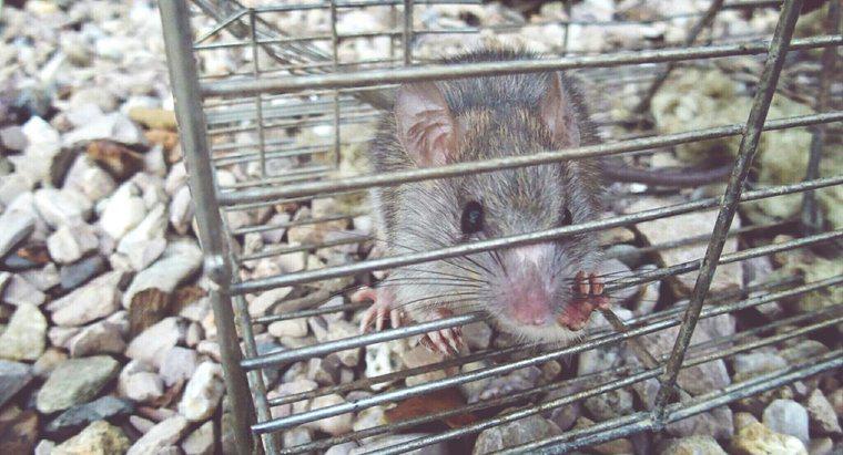 Cum scap de șobolani și șoareci fără otrava?