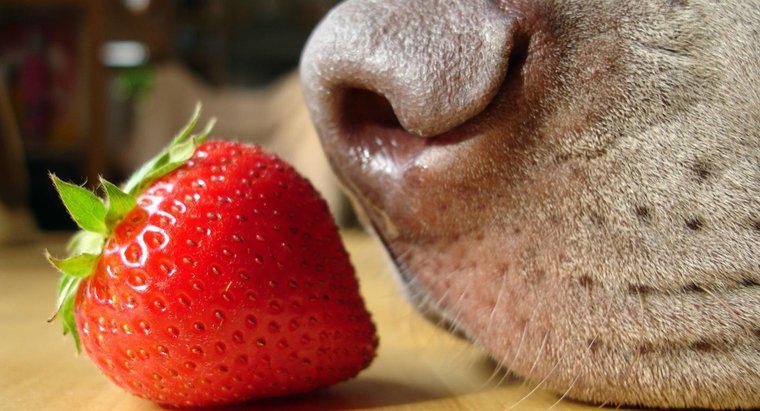 Sunt căpșunile bune pentru câini?