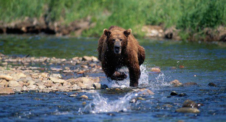 Cât de repede poate alerga un urs?