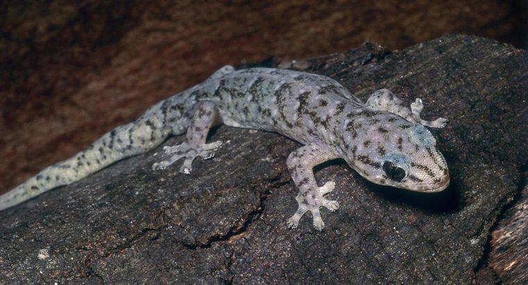 Cum te îngrijești de un Gecko marmorat?