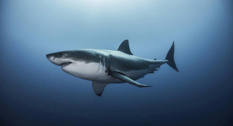 Care este habitatul unui rechin alb?