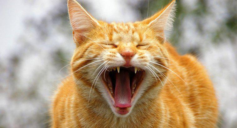 Cât de multe sunete poate face o pisică?