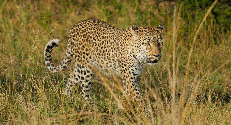 Ce este un habitat de leopard?