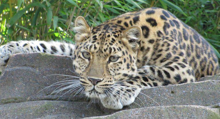 Ce mănâncă leopardii?