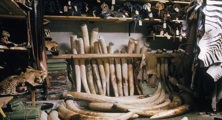 Care sunt utilizările lui Elephant Ivory?