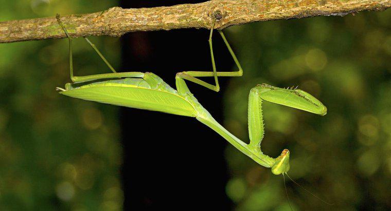 Care sunt unele fapte despre Mantisul de rugăciune?
