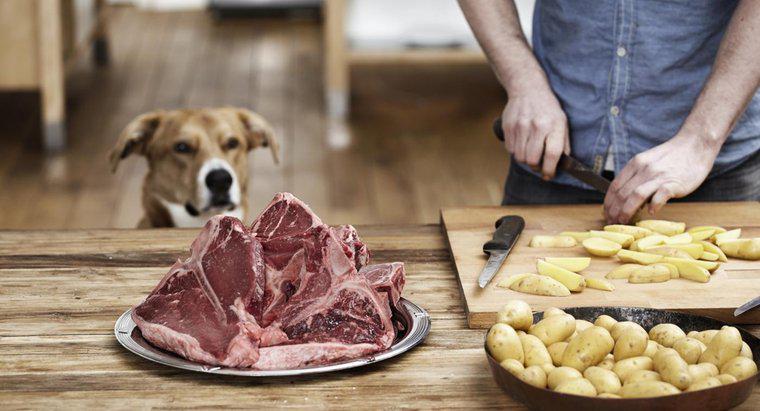 Poate câinii să mănânce oase de friptură?