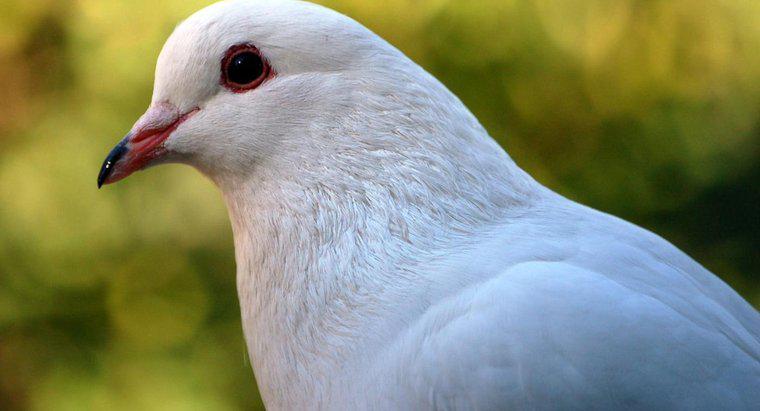 Ce simbolizează un porumbel alb?