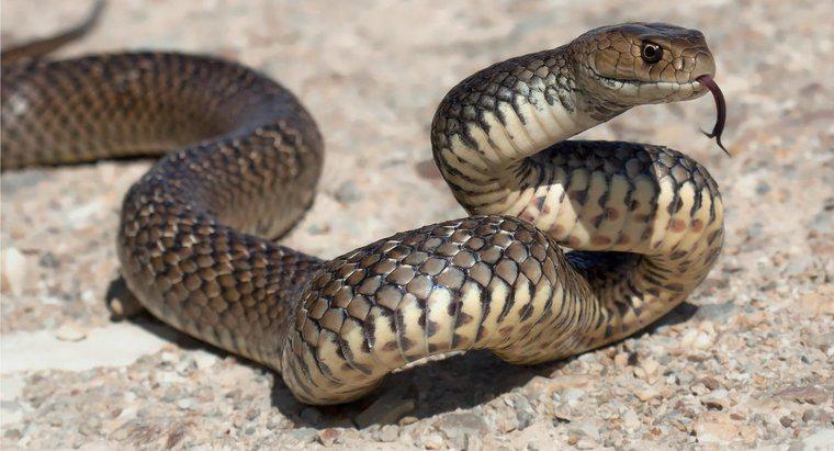 Câte tipuri de șerpi veninoși trăiesc în Australia?