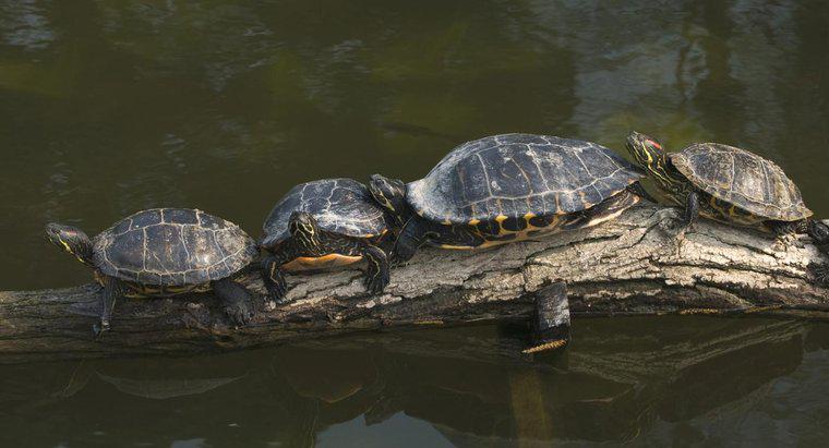 Cât de mare se întâmplă cu țestoasele galbene?