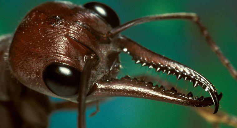 Ce arata o mușcătură de furnici și cum o tratezi?