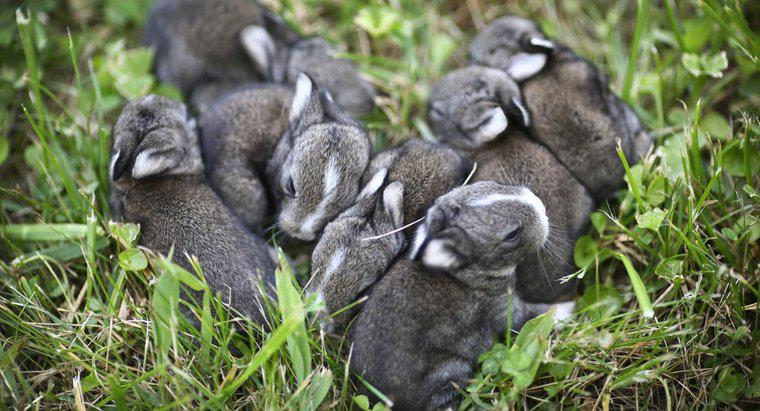 Cât durează iepurii să rămână gravidă?