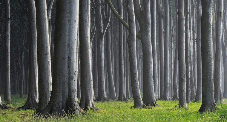 Ce este numit un grup de copaci?
