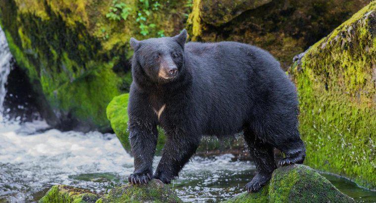 Care sunt pradă și prădători ai urșilor negri?