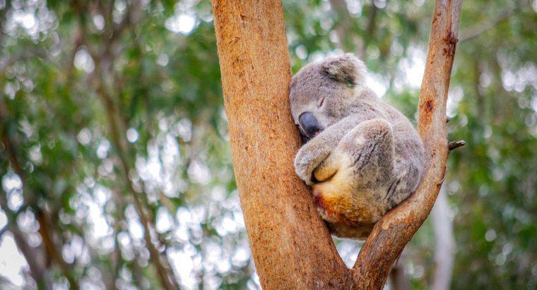 Unde se culca Koalas?