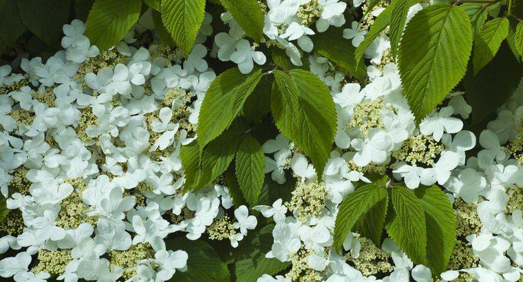 Plantele Hydrangea sunt rezistente la deer?