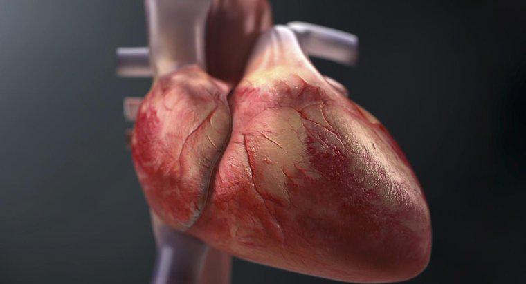 Cum trasezi fluxul sângelui prin inimă?