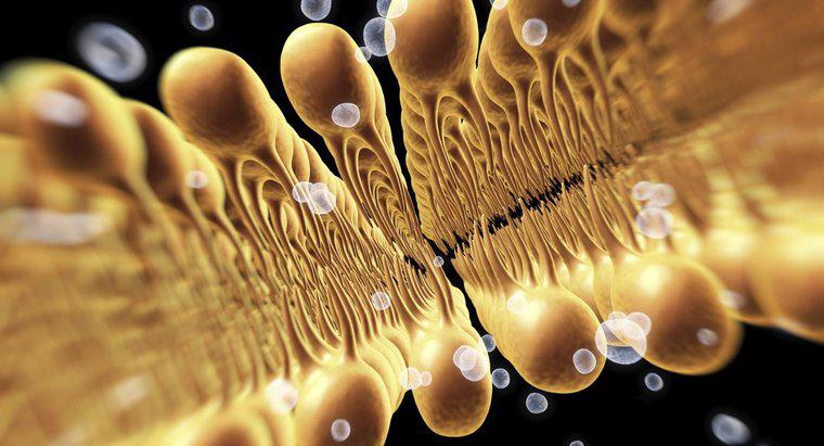 Știință și biologie: funcția unei membrane celulare