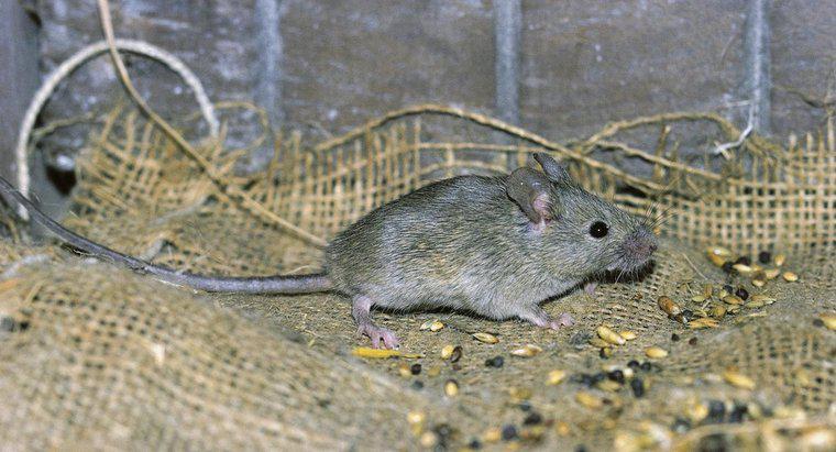 Cum găsești un mouse mort într-un zid?