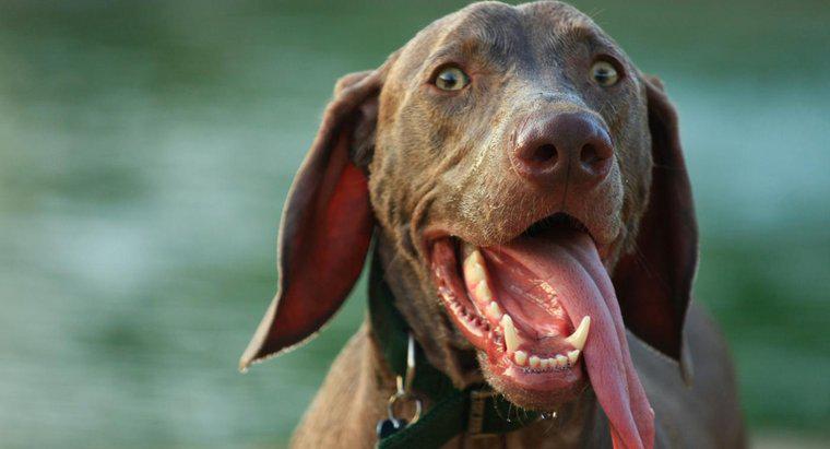 De ce își ține câinele limba?