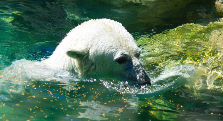 Ursii polari trăiesc la Polul Sud?