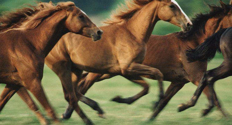 Cât de repede pot alerga caii?