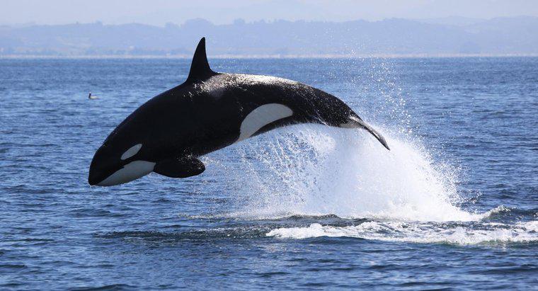 Cum se protejează balenele Killer?