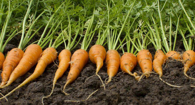 Cât de mult cântărește un morcov?