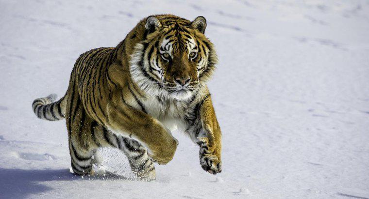 Care sunt unele fapte despre tigrii siberieni?
