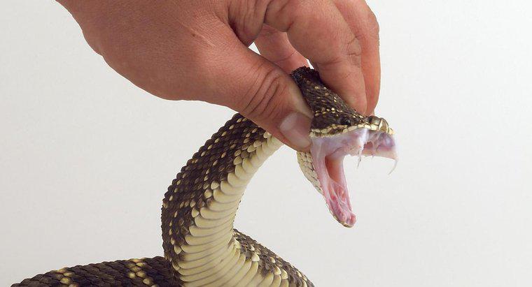 Cum se protejează șerpii?