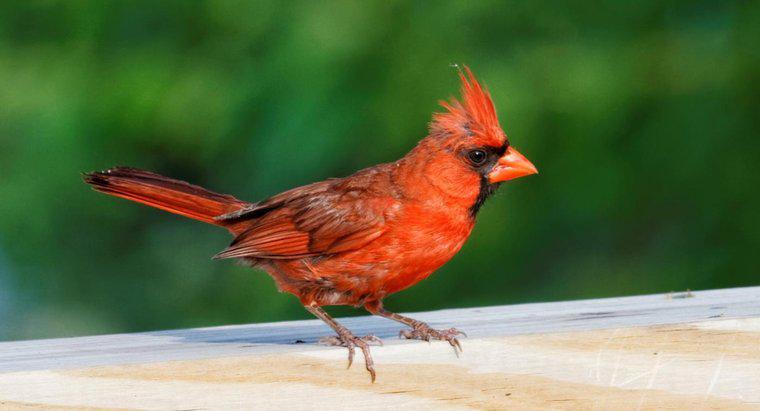 Care este semnificația spirituală a Cardinalului Bird roșu?