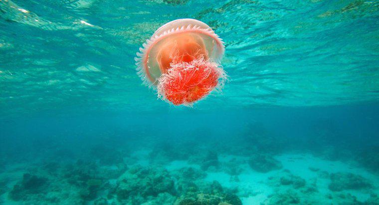 Care este habitatul meduzei?
