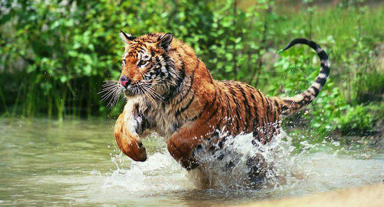 Tigrii trăiesc în junglă?