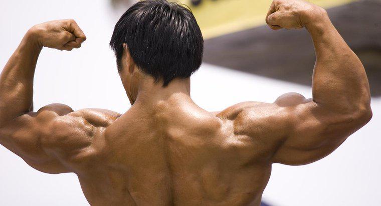 De ce este atât de important sistemul muscular?