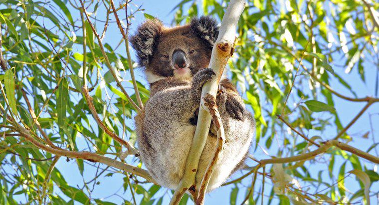 Cum se protejează Koalas?