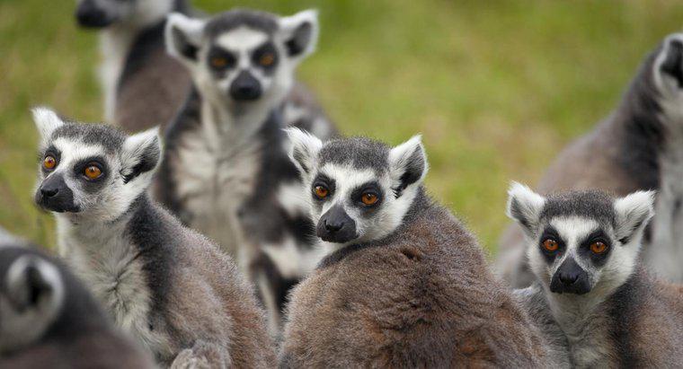 Care este adaptarea comportamentală a lemurului?