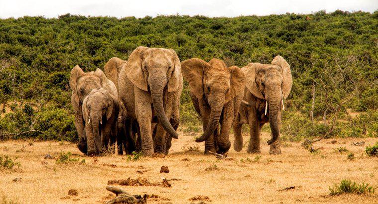 Ce se cheamă o turmă de elefanți?