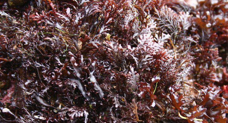 Care sunt beneficiile Moss Sea?