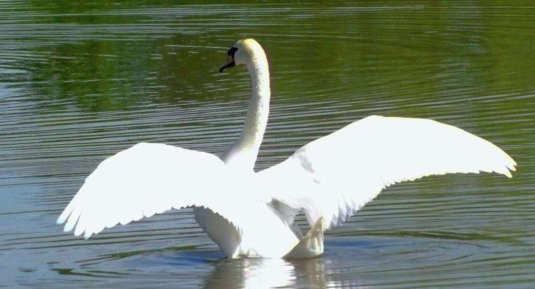 Pot să zboare Swans?