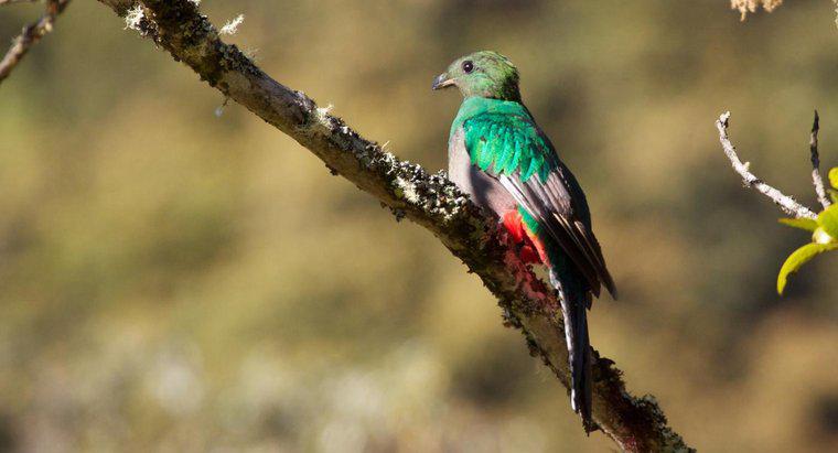 Care este păsările naționale din Guatemala?