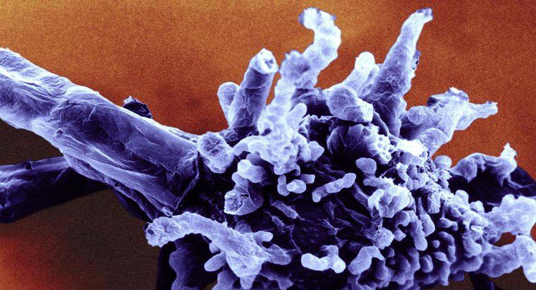 Care este clasificarea științifică a amoeba?