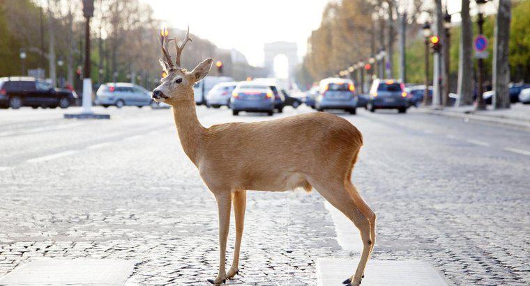 Cât de multe Deer sunt lovite de mașini în fiecare an?