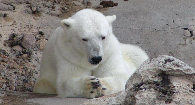 Câți urși polari sunt lăsați în lume?