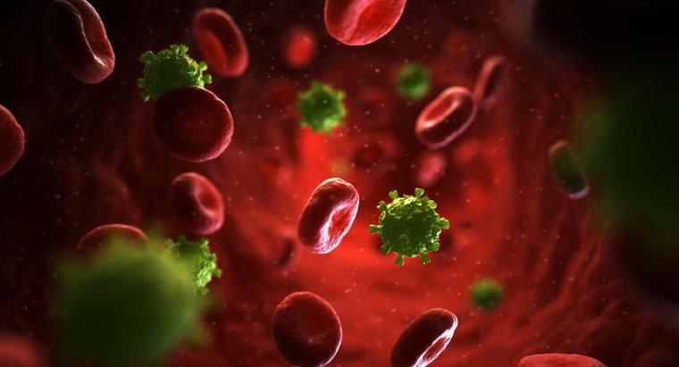 Ce este o erupție cutanată maculopapulară cu HIV?