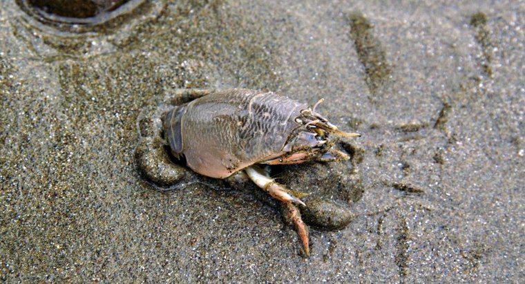 Crabii de nisip sunt comestibile?
