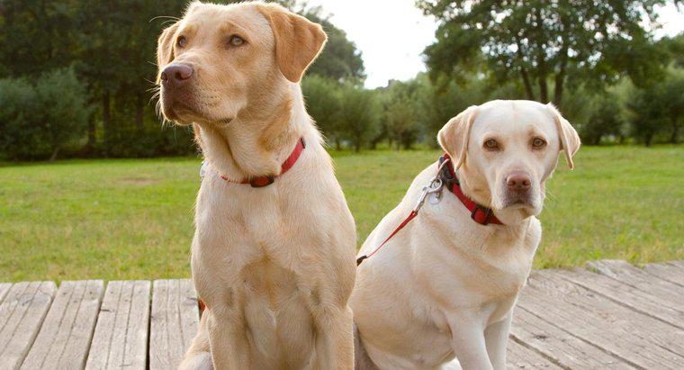 Care este diferența dintre Purebred și hibrid?