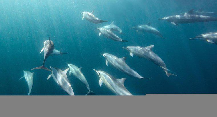 Cât timp pot delfinii să rămână subacvatici?