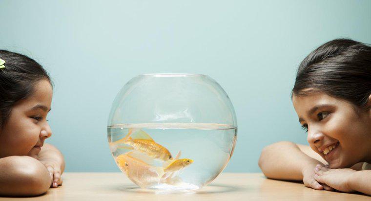 Cum stiu daca Goldfish-ul meu este barbat sau femeie?