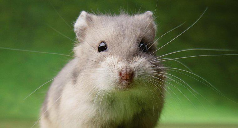 Pot hamsterii să mănânce struguri?